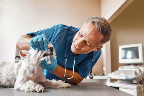 Best Dentist for Severe Toothache  in Dickson, OK